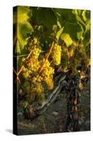 Washington State, Yakima Valley. Harvest in a Vineyard-Richard Duval-Stretched Canvas