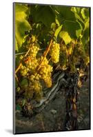 Washington State, Yakima Valley. Harvest in a Vineyard-Richard Duval-Mounted Photographic Print