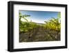 Washington State, Yakima Valley. Harvest in a Vineyard-Richard Duval-Framed Photographic Print