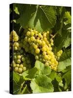 Washington State, Yakima Valley. Marsanne Grapes in a Vineyard-Richard Duval-Stretched Canvas