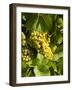 Washington State, Yakima Valley. Marsanne Grapes in a Vineyard-Richard Duval-Framed Photographic Print