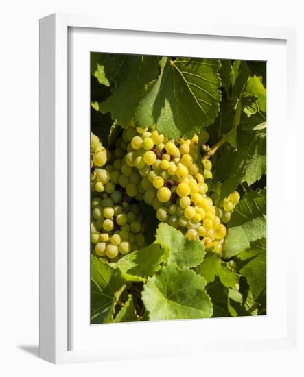 Washington State, Yakima Valley. Marsanne Grapes in a Vineyard-Richard Duval-Framed Photographic Print