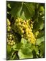 Washington State, Yakima Valley. Marsanne Grapes in a Vineyard-Richard Duval-Mounted Photographic Print