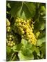 Washington State, Yakima Valley. Marsanne Grapes in a Vineyard-Richard Duval-Mounted Photographic Print