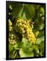 Washington State, Yakima Valley. Marsanne Grapes in a Vineyard-Richard Duval-Framed Photographic Print