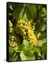 Washington State, Yakima Valley. Marsanne Grapes in a Vineyard-Richard Duval-Framed Stretched Canvas