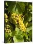 Washington State, Yakima Valley. Marsanne Grapes in a Vineyard-Richard Duval-Stretched Canvas