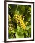 Washington State, Yakima Valley. Marsanne Grapes in a Vineyard-Richard Duval-Framed Premium Photographic Print