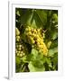 Washington State, Yakima Valley. Marsanne Grapes in a Vineyard-Richard Duval-Framed Premium Photographic Print