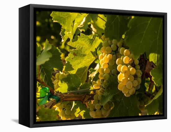 Washington State, Yakima Valley. Sauvignon Blanc Grapes-Richard Duval-Framed Stretched Canvas