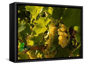 Washington State, Yakima Valley. Sauvignon Blanc Grapes-Richard Duval-Framed Stretched Canvas