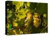 Washington State, Yakima Valley. Sauvignon Blanc Grapes-Richard Duval-Stretched Canvas