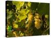 Washington State, Yakima Valley. Sauvignon Blanc Grapes-Richard Duval-Stretched Canvas