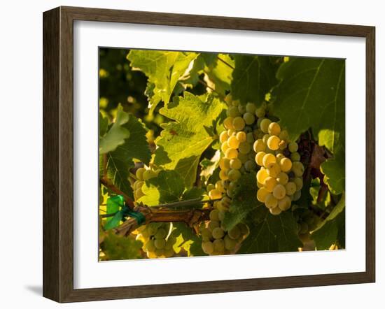 Washington State, Yakima Valley. Sauvignon Blanc Grapes-Richard Duval-Framed Photographic Print