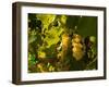 Washington State, Yakima Valley. Sauvignon Blanc Grapes-Richard Duval-Framed Photographic Print