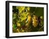 Washington State, Yakima Valley. Sauvignon Blanc Grapes-Richard Duval-Framed Photographic Print