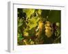 Washington State, Yakima Valley. Sauvignon Blanc Grapes-Richard Duval-Framed Photographic Print