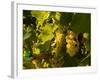 Washington State, Yakima Valley. Sauvignon Blanc Grapes-Richard Duval-Framed Photographic Print