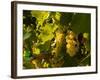 Washington State, Yakima Valley. Sauvignon Blanc Grapes-Richard Duval-Framed Photographic Print