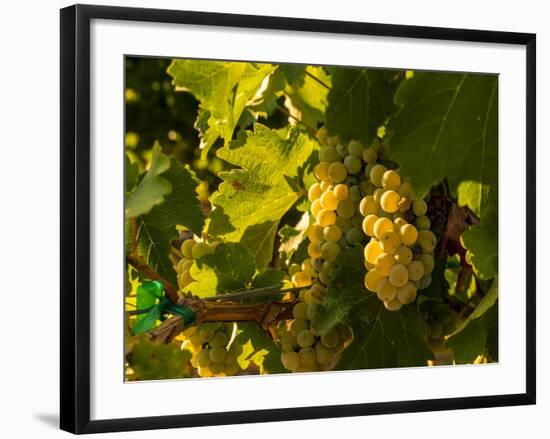 Washington State, Yakima Valley. Sauvignon Blanc Grapes-Richard Duval-Framed Photographic Print