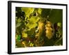 Washington State, Yakima Valley. Sauvignon Blanc Grapes-Richard Duval-Framed Photographic Print