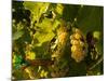 Washington State, Yakima Valley. Sauvignon Blanc Grapes-Richard Duval-Mounted Photographic Print