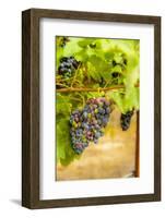 Washington State, Yakima Valley. Syrah Grapes in a Vineyard-Richard Duval-Framed Photographic Print