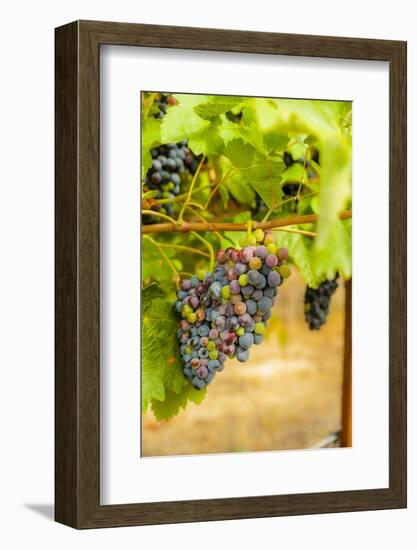 Washington State, Yakima Valley. Syrah Grapes in a Vineyard-Richard Duval-Framed Photographic Print