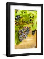 Washington State, Yakima Valley. Syrah Grapes in a Vineyard-Richard Duval-Framed Photographic Print