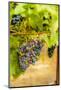 Washington State, Yakima Valley. Syrah Grapes in a Vineyard-Richard Duval-Mounted Photographic Print