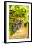 Washington State, Yakima Valley. Syrah Grapes in a Vineyard-Richard Duval-Framed Photographic Print