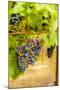 Washington State, Yakima Valley. Syrah Grapes in a Vineyard-Richard Duval-Mounted Photographic Print