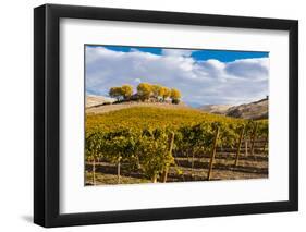 Washington State, Yakima Valley. Vineyard and Winery in Yakima Valley-Richard Duval-Framed Photographic Print