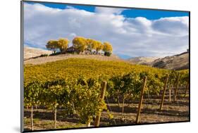 Washington State, Yakima Valley. Vineyard and Winery in Yakima Valley-Richard Duval-Mounted Photographic Print