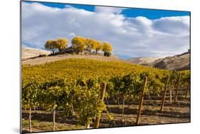 Washington State, Yakima Valley. Vineyard and Winery in Yakima Valley-Richard Duval-Mounted Photographic Print