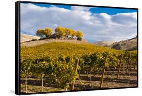 Washington State, Yakima Valley. Vineyard and Winery in Yakima Valley-Richard Duval-Framed Stretched Canvas