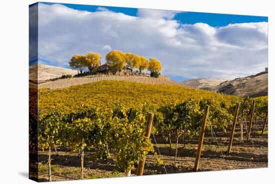 Washington State, Yakima Valley. Vineyard and Winery in Yakima Valley-Richard Duval-Stretched Canvas