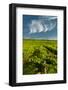 Washington State, Yakima Valley. Vineyard Just to the North of Sunnyside-Richard Duval-Framed Photographic Print