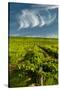 Washington State, Yakima Valley. Vineyard Just to the North of Sunnyside-Richard Duval-Stretched Canvas