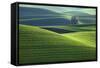 Washington, Steptoe Butte. Scenic of Rolling Green Palouse Hills-Jaynes Gallery-Framed Stretched Canvas