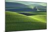 Washington, Steptoe Butte. Scenic of Rolling Green Palouse Hills-Jaynes Gallery-Mounted Photographic Print