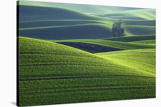 Washington, Steptoe Butte. Scenic of Rolling Green Palouse Hills-Jaynes Gallery-Stretched Canvas