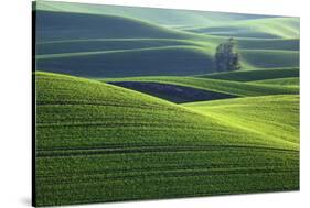Washington, Steptoe Butte. Scenic of Rolling Green Palouse Hills-Jaynes Gallery-Stretched Canvas