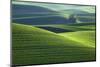 Washington, Steptoe Butte. Scenic of Rolling Green Palouse Hills-Jaynes Gallery-Mounted Photographic Print