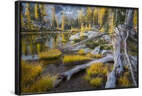 Washington, Subalpine Larch at a Tarn Near Horseshoe Lake, Alpine Lakes Wilderness-Gary Luhm-Framed Photographic Print