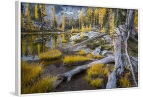 Washington, Subalpine Larch at a Tarn Near Horseshoe Lake, Alpine Lakes Wilderness-Gary Luhm-Framed Photographic Print