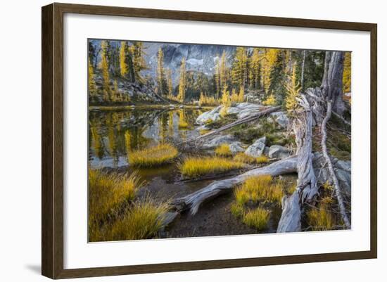 Washington, Subalpine Larch at a Tarn Near Horseshoe Lake, Alpine Lakes Wilderness-Gary Luhm-Framed Photographic Print