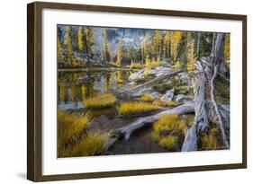 Washington, Subalpine Larch at a Tarn Near Horseshoe Lake, Alpine Lakes Wilderness-Gary Luhm-Framed Photographic Print