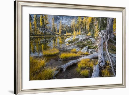 Washington, Subalpine Larch at a Tarn Near Horseshoe Lake, Alpine Lakes Wilderness-Gary Luhm-Framed Photographic Print