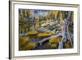 Washington, Subalpine Larch at a Tarn Near Horseshoe Lake, Alpine Lakes Wilderness-Gary Luhm-Framed Photographic Print